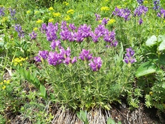 Dracocephalum austriacum