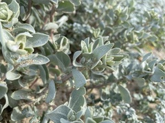 Atriplex leucophylla