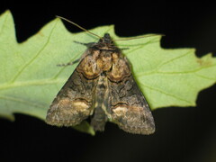 Abrostola asclepiadis