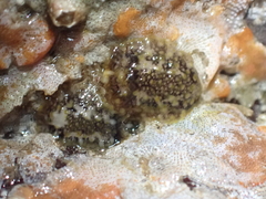 Onchidoris bilamellata