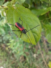 Purpuricenus kaehleri