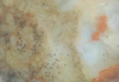 Styelidae