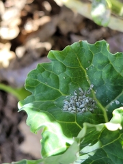 Brevicoryne brassicae