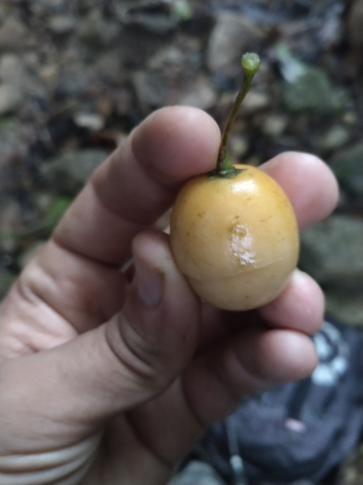 Imagem de Tomatinho-do-mato