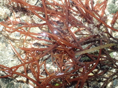 Sarcodiotheca