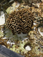 Paracyathus stearnsii