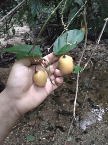 Cyphomandra fragrans