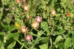 Delosperma testaceum
