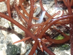 Sarcodiotheca
