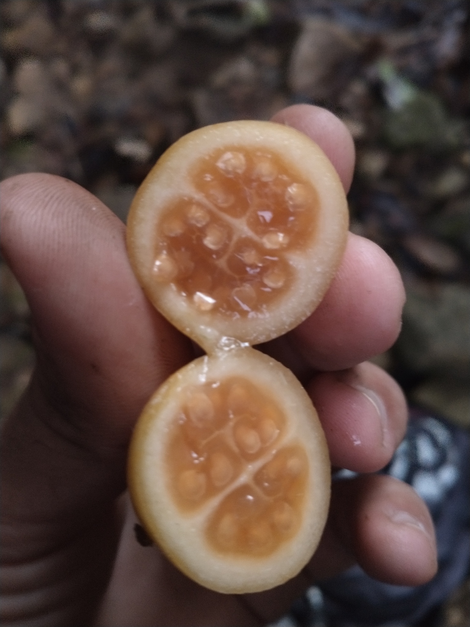 Imagem de Tomatinho-do-mato
