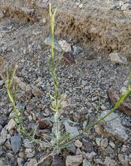 Bebbia juncea