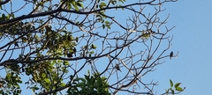 Icterus spurius