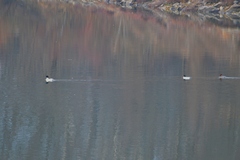 Mergus merganser merganser