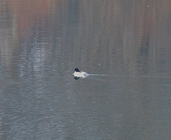 Mergus merganser merganser