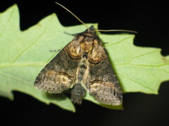 Abrostola asclepiadis