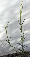 Bebbia juncea