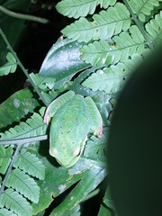 Gastrotheca albolineata