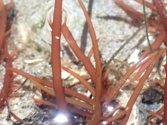 Sarcodiotheca