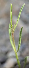 Bebbia juncea