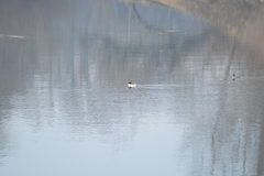 Mergus merganser merganser