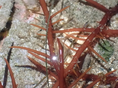 Sarcodiotheca