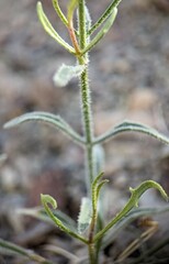 Bebbia juncea