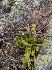 Huperzia appressa
