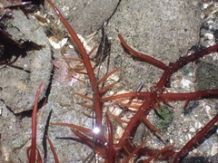 Sarcodiotheca