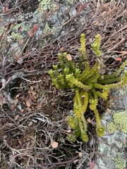Huperzia appressa
