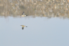 Mergus merganser merganser