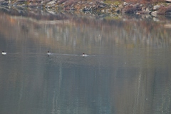 Mergus merganser merganser