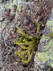 Huperzia appressa