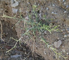 Bebbia juncea