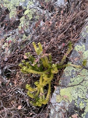 Huperzia appressa