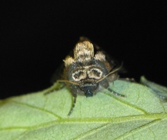 Abrostola asclepiadis