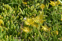 Malephora lutea