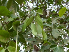 Reissantia grahamii