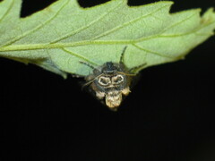 Abrostola asclepiadis