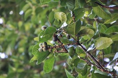 Lithocarpus