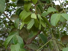 Reissantia grahamii