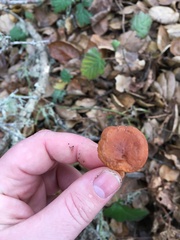 Lactarius rubidus