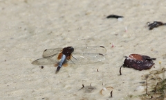 Erythrodiplax unimaculata