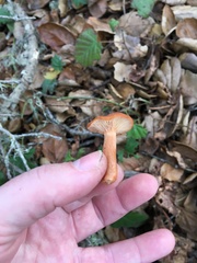 Lactarius rubidus