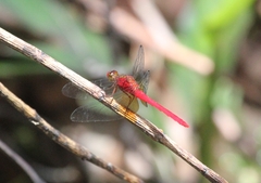 Rhodopygia cardinalis
