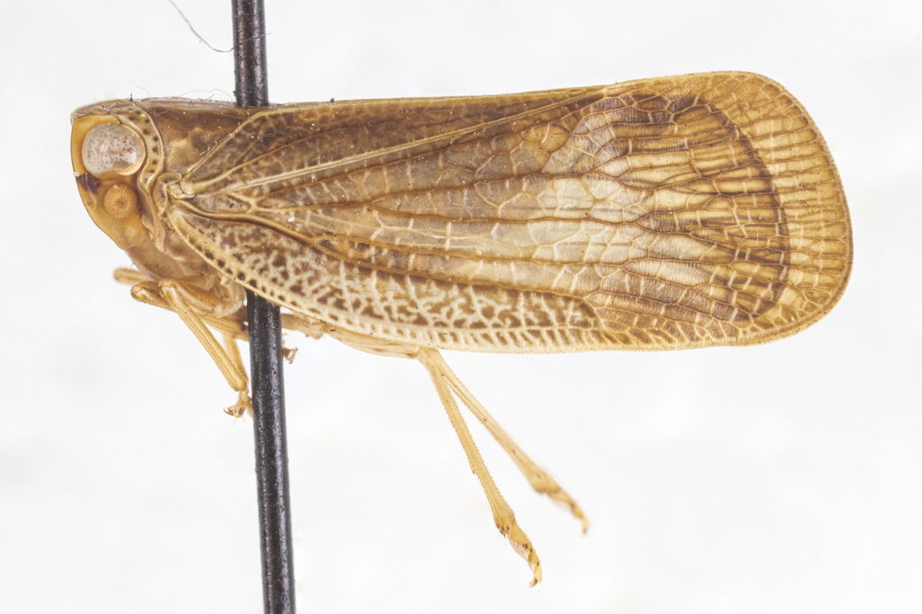 Bladina fowleri
