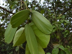 Reissantia grahamii