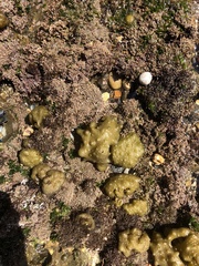 Colpomenia tuberculata