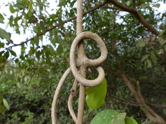 Reissantia grahamii