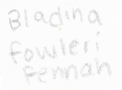 Bladina fowleri