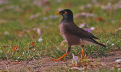 Acridotheres tristis